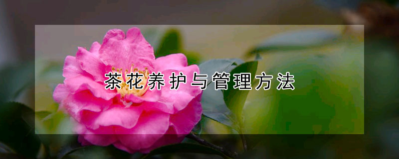 茶花养护与管理方法