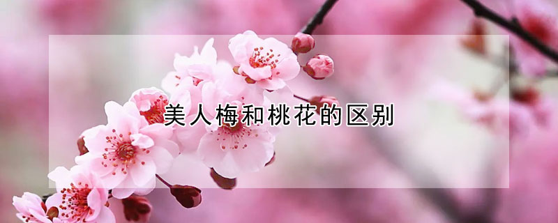 美人梅和桃花的区别