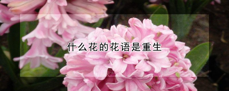 什么花的花语是重生