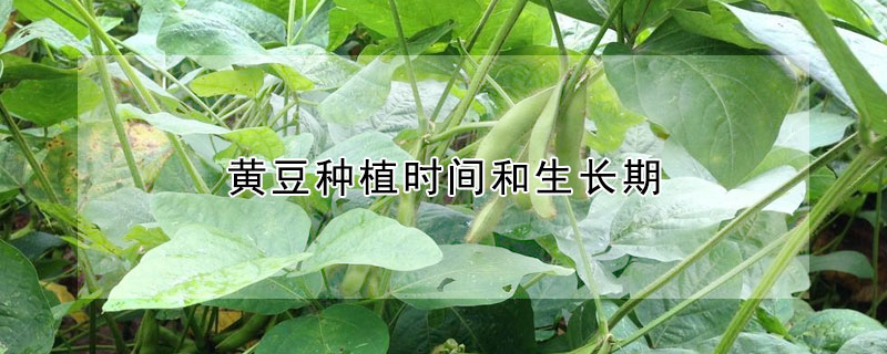 黄豆种植时间和生长期