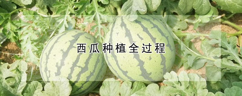 西瓜种植全过程 —【发财农业网】