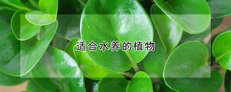 适合水养的植物