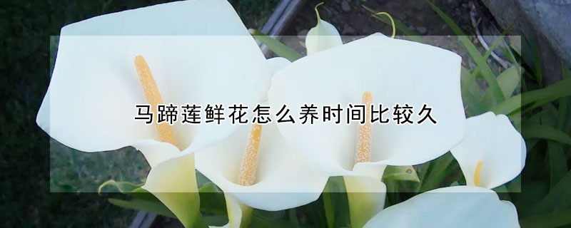 马蹄莲鲜花怎么养时间比较久