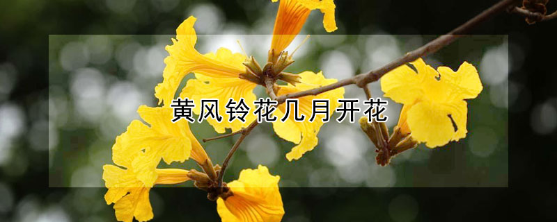 黄风铃花几月开花