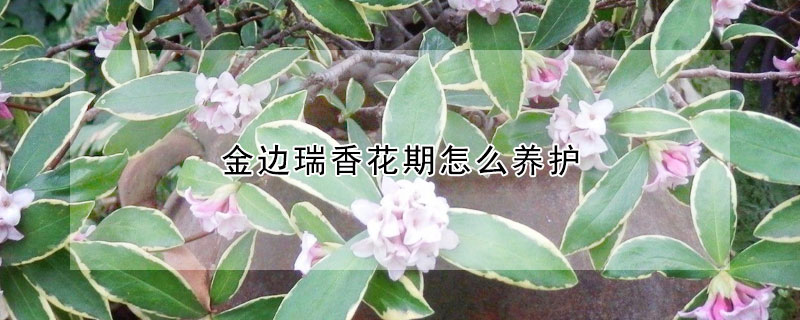 金边瑞香花期怎么养护