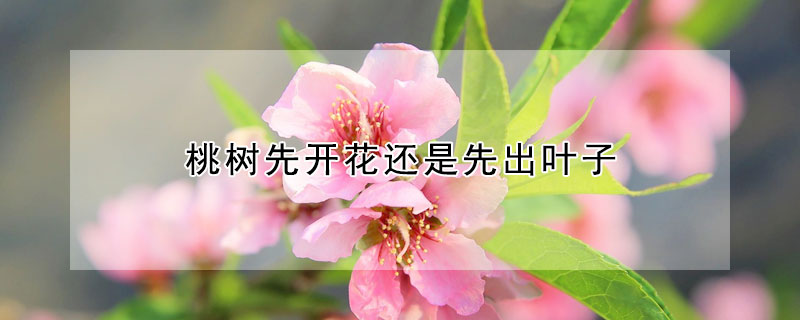 桃树先开花还是先出叶子