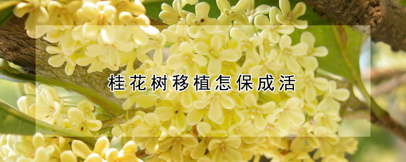 桂花树移植怎保成活