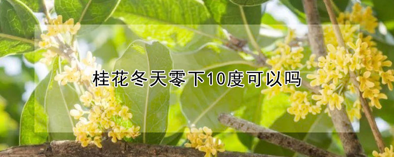 桂花冬天零下10度可以吗