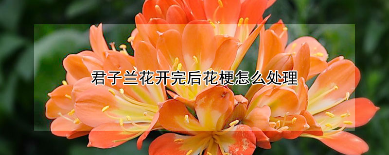 君子兰花开完后花梗怎么处理