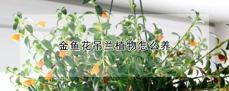 金鱼花吊兰植物怎么养