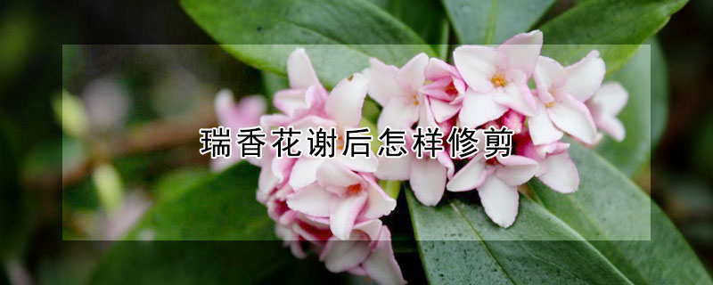 瑞香花谢后怎样修剪