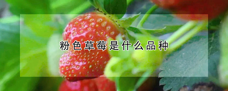 粉色草莓是什么品种