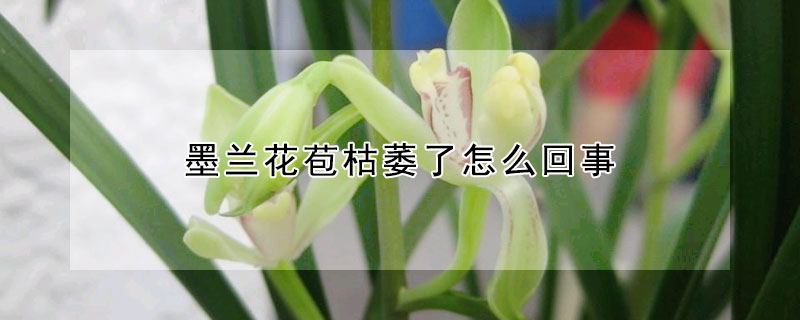 墨兰花苞枯萎了怎么回事