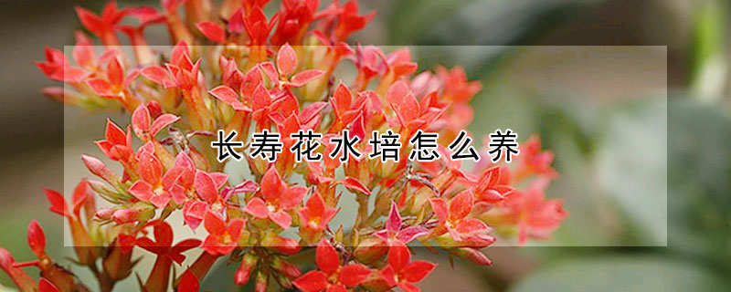 长寿花水培怎么养