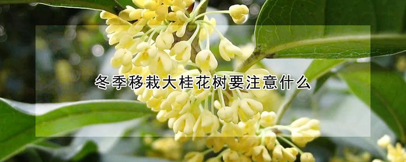 冬季移栽大桂花树要注意什么