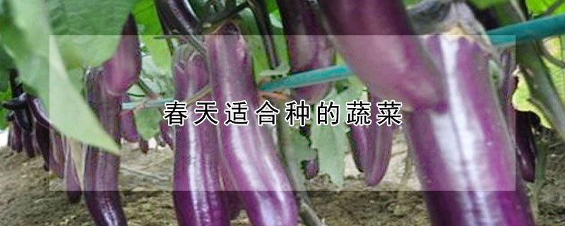 春天适合种的蔬菜