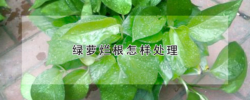 绿萝烂根怎样处理