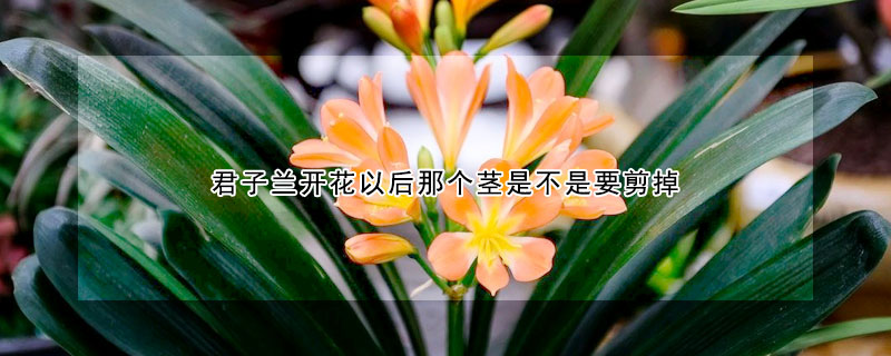 君子兰开花以后那个茎是不是要剪掉