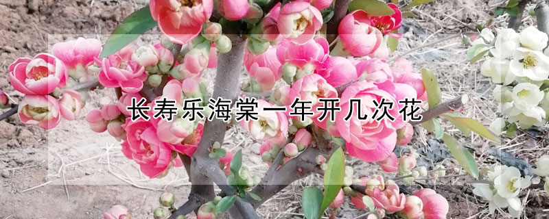 长寿乐海棠一年开几次花