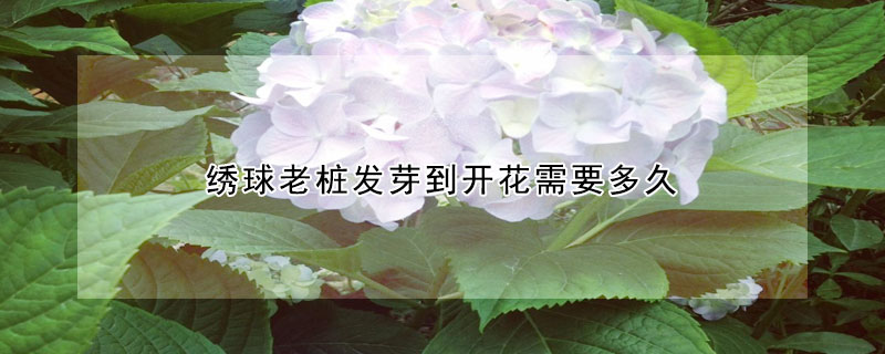 绣球老桩发芽到开花需要多久