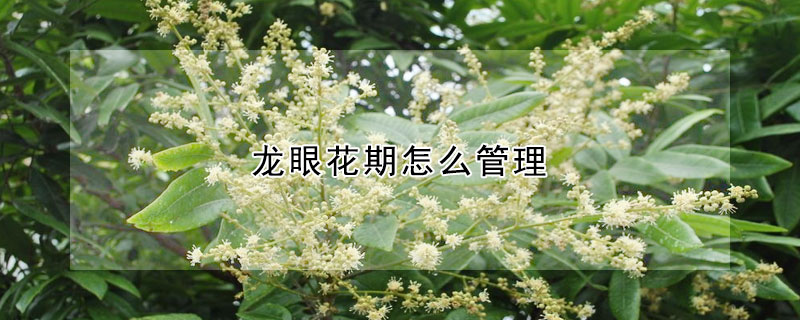 龙眼花期怎么管理