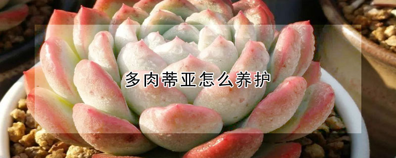 多肉蒂亚怎么养护