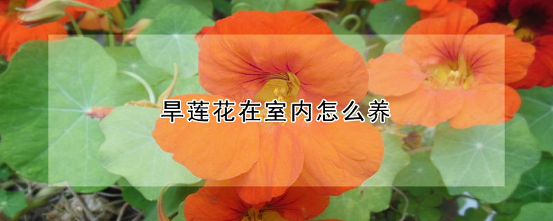 旱莲花在室内怎么养