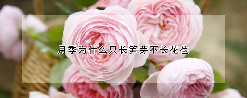 月季为什么只长笋芽不长花苞