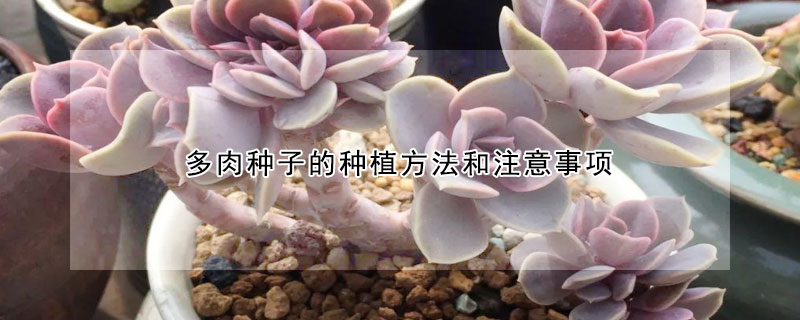 多肉种子的种植方法和注意事项