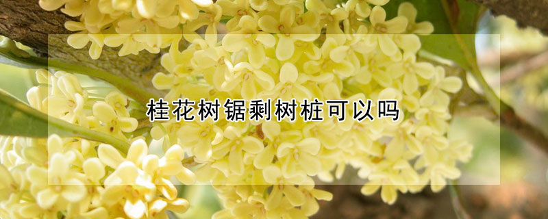 桂花树锯剩树桩可以吗