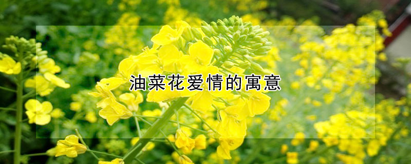 油菜花爱情的寓意