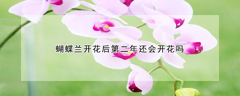 蝴蝶兰开花后第二年还会开花吗