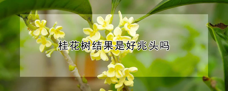 桂花树结果是好兆头吗