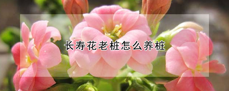 长寿花老桩怎么养桩