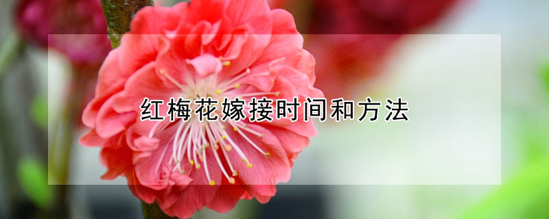 红梅花嫁接时间和方法