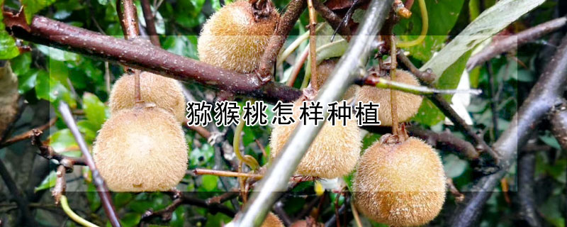 猕猴桃怎样种植 —【发财农业网】