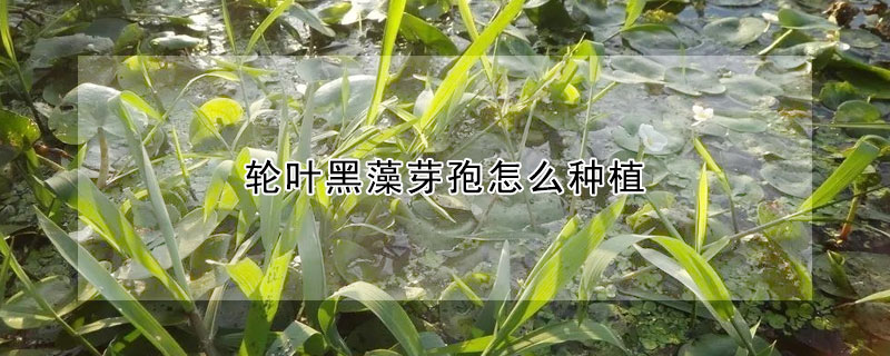 轮叶黑藻芽孢怎么种植