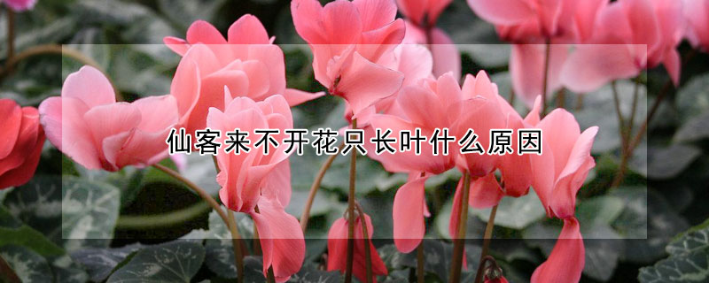 仙客来不开花只长叶什么原因