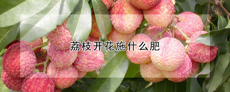 荔枝开花施什么肥