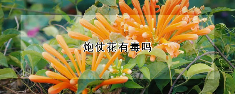 炮仗花有毒吗