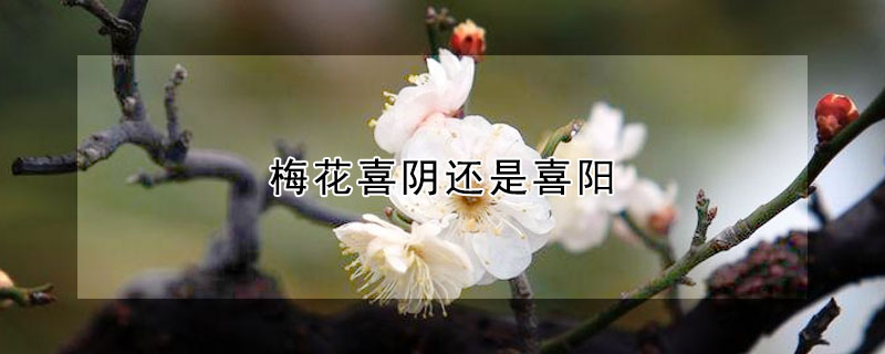 梅花喜阴还是喜阳