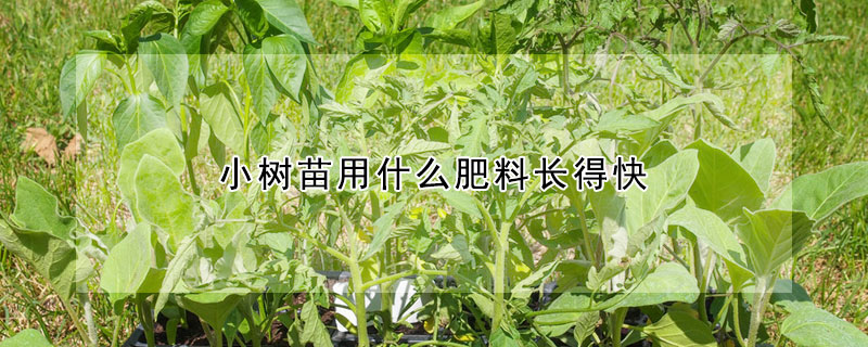 小树苗用什么肥料长得快