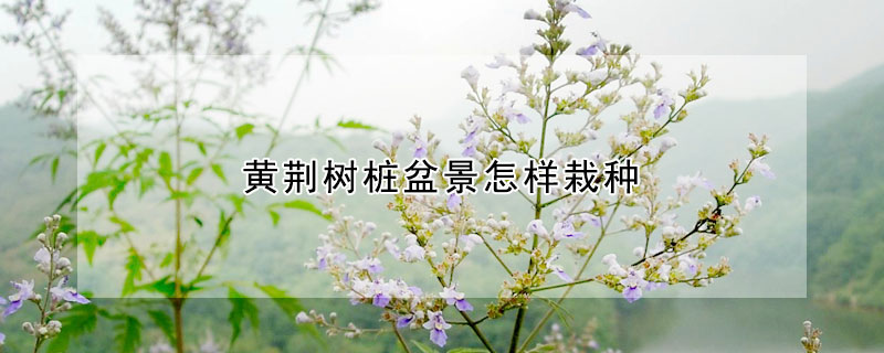 黄荆树桩盆景怎样栽种