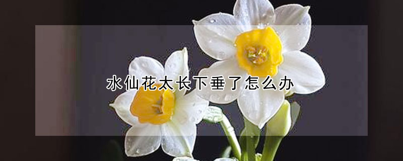 水仙花太长下垂了怎么办