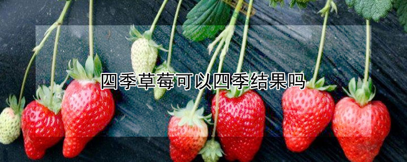 四季草莓可以四季结果吗 —【发财农业网】