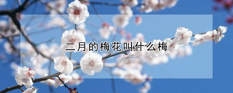 二月的梅花叫什么梅