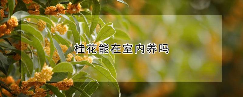 桂花能在室内养吗