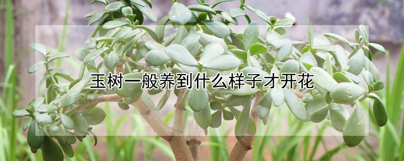 玉树一般养到什么样子才开花