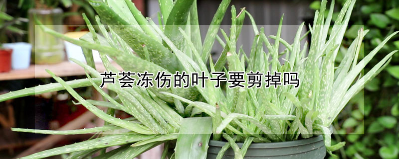 芦荟冻伤的叶子要剪掉吗