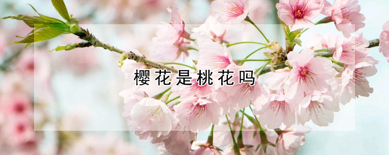 樱花是桃花吗